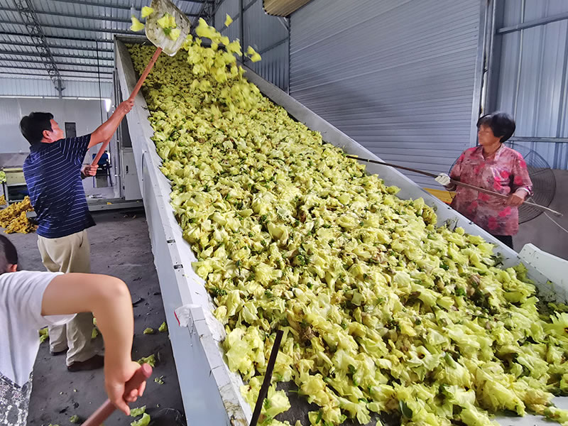 Net belt yellow hollyhock dryer