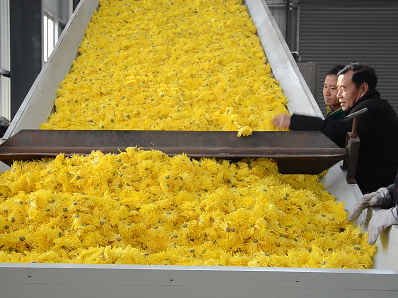 Chrysanthemum mesh belt dryer