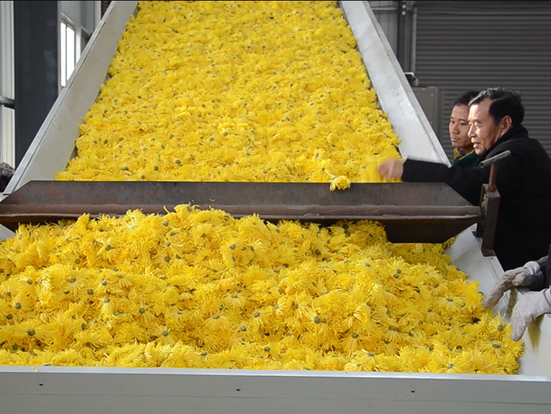 YangonChrysanthemum mesh belt dryer