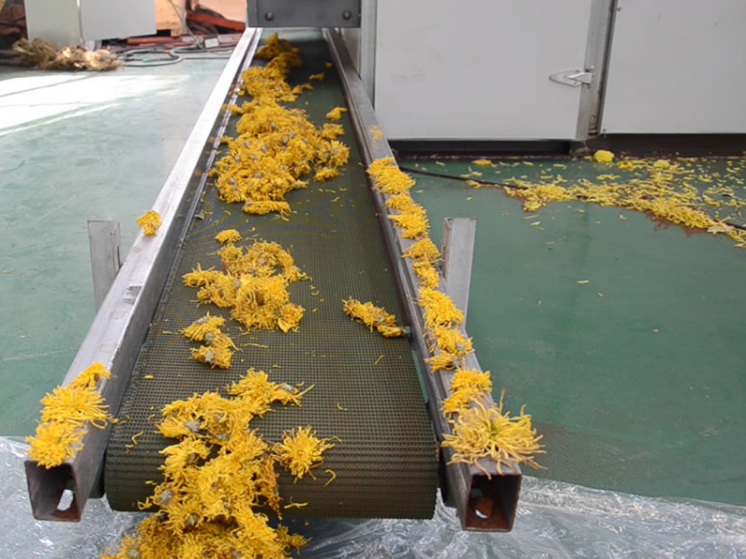 Chrysanthemum mesh belt dryer